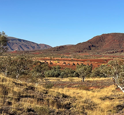 Several heavy vehicles on the ground of future Brockman Syncline mine site, surrounded by mountains and trees.
